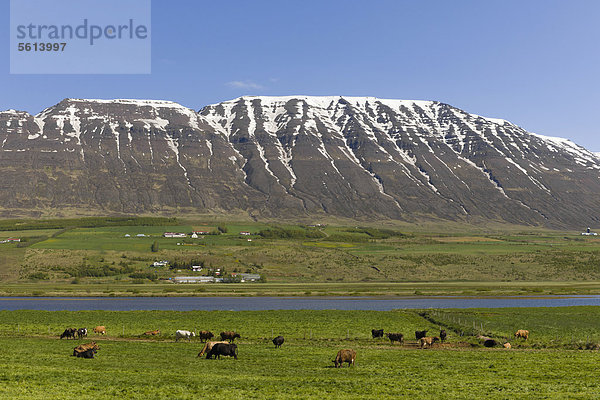 Viehwirtschaft mit Milchviehhaltung  Weidewirtschaft in Nordisland  Island  Nordeuropa  Europa