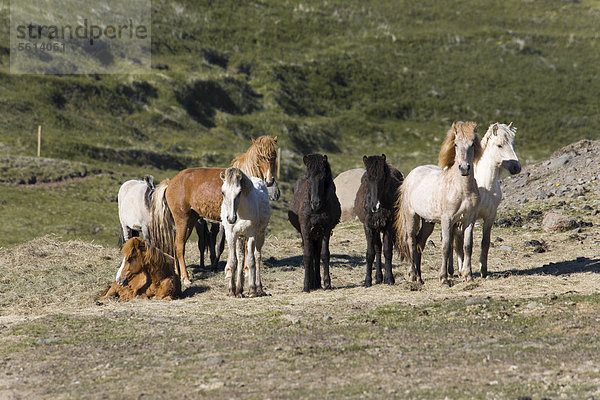 Kleine Herde Islandpferde auf einer Weide  Island  Europa