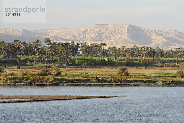 Uferlandschaft am Nil  Luxor  Niltal  ƒgypten  Afrika