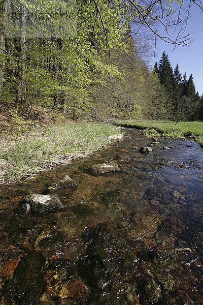 Der Fluss Vesser im Biosphärenreservat Vessertal-Thüringer Wald  Thüringen  Deutschland  Europa