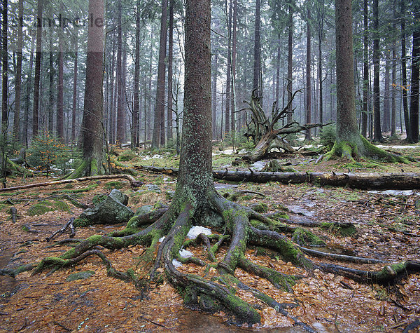 Fichte Tanne Europa Baum Wald Holz Norwegen Bayern Deutschland Nationalpark Bayerischer Wald