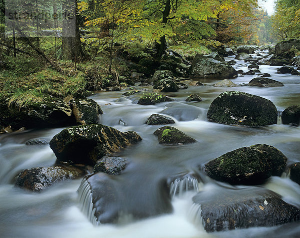Fluss Kalte Bode bei dem Ort Schierke  Nationalpark Harz  Sachsen-Anhalt  Deutschland  Europa
