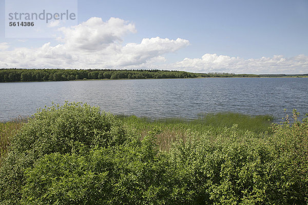 Krakower See  bei dem Luftkurort Krakow am See  Mecklenburgische Seenplatte  Mecklenburg-Vorpommern  Deutschland  Europa