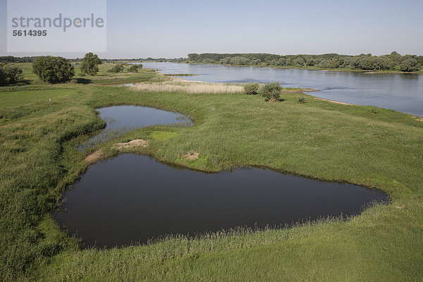 Die Elbe bei Wittenberge  Brandenburg  Deutschland  Europa