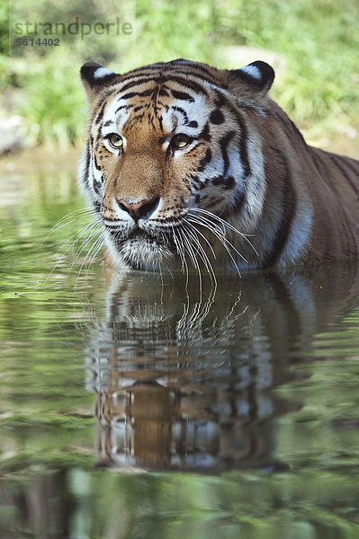 Sibirischer Tiger  Amurtiger (Panthera tigris altaica) im Wasser  Zoo  Niedersachsen  Deutschland  Europa