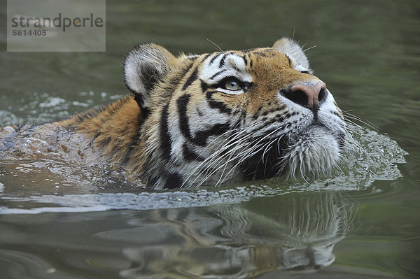 Sibirischer Tiger  Amurtiger (Panthera tigris altaica)  schwimmt  Zoo  Niedersachsen  Deutschland  Europa
