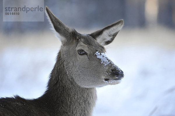 Rothirsch (Cervus elaphus)  Portrait  Hirschkuh  Rottier mit Winterdecke  Winterfell  staatliches Wildgehege  Niedersachsen  Deutschland  Europa  ÖffentlicherGrund