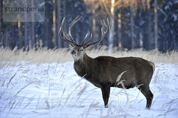 Rothirsch (Cervus elaphus)  mit Winterdecke  Winterfell  im Schnee  staatliches Wildgehege  Niedersachsen  Deutschland  Europa  ÖffentlicherGrund