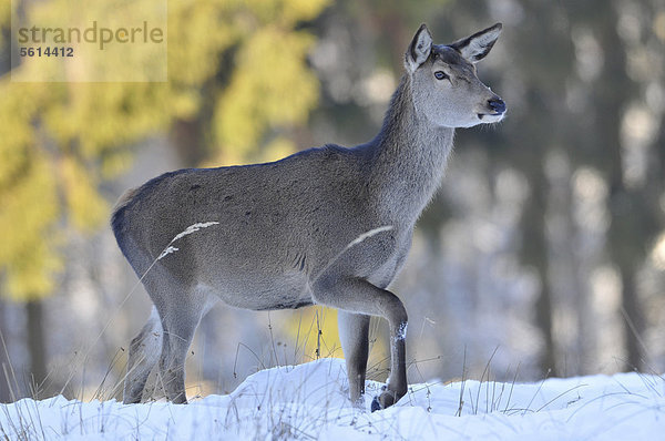 Rothirsch (Cervus elaphus)  Hirschkuh  Rottier  Winterdecke  Winterfell  im Schnee  staatliches Wildgehege  Niedersachsen  Deutschland  Europa  ÖffentlicherGrund