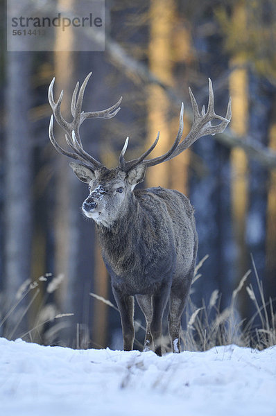 Rothirsch (Cervus elaphus)  mit Winterdecke  Winterfell  im Schnee  staatliches Wildgehege  Niedersachsen  Deutschland  Europa  ÖffentlicherGrund