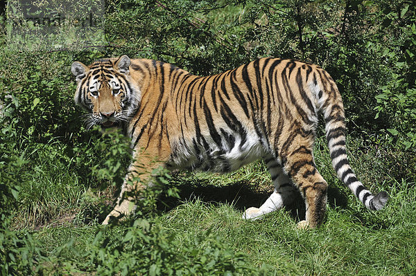 Sibirischer Tiger  Amurtiger (Panthera tigris altaica)  Zoo  Niedersachsen  Deutschland  Europa