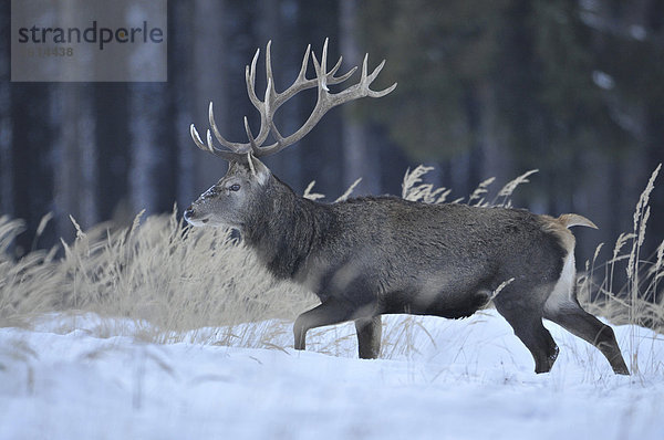 Rothirsch (Cervus elaphus)  mit Winterdecke  Winterfell  im Schnee  staatliches Wildgehege  Niedersachsen  Deutschland  Europa  ÖffentlicherGrund