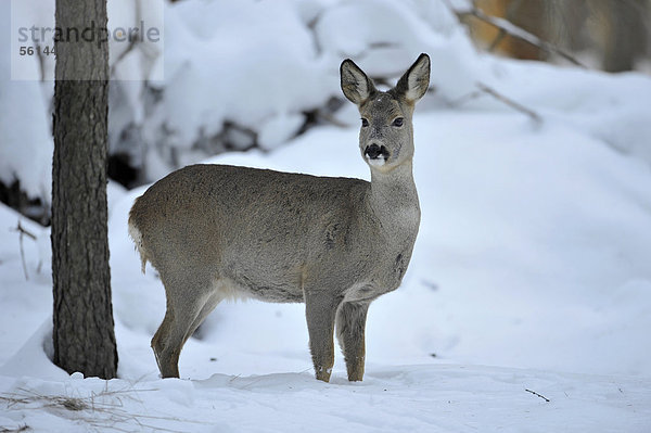 Reh (Capreolus capreolus)  Ricke im Winterfell  Gehege  Niedersachsen  Deutschland  Europa  ÖffentlicherGrund