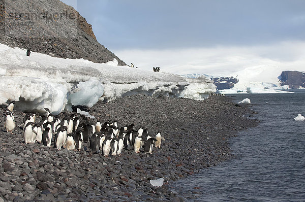 Gruppe von Adeliepinguinen (Pygoscelis adeliae) steht auf einem Steinstrand  Insel Paulet  Golf von Erebus und Terror  Antarktische Halbinsel  Antarktis