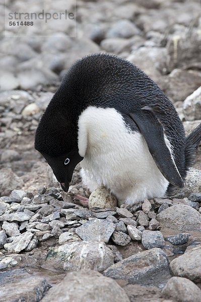 Adeliepinguin Pygoscelis adeliae Langschwanzpinguin Antarktis ausbrüten Paulet Island Pinguin antarktische Halbinsel