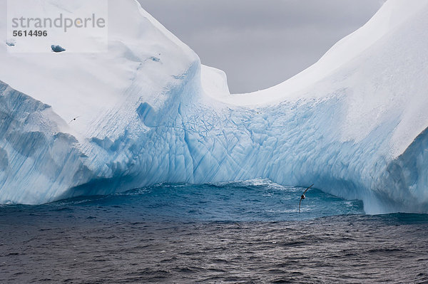 Eisberge  Südliche Orkneyinseln  Antarktischer Ozean  Antarktis