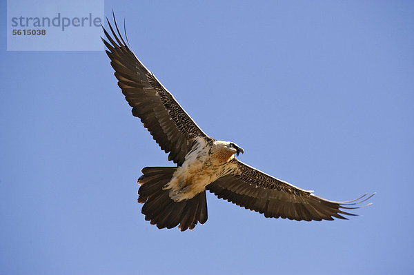 Bartgeier (Gypaetus barbatus) im Flug  Pyrenäen  Spanien  Europa