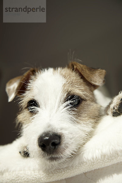 Parson Russell Terrier Welpe  6 Monate  liegt auf der Couch