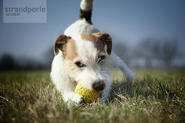 Parson Russell Terrier Welpe  7 Monate  beim Spiel mit einem gelben Gummiball auf einer Wiese