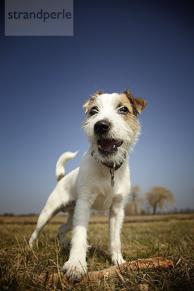 Parson Russell Terrier Welpe  7 Monate  steht auf einer Wiese