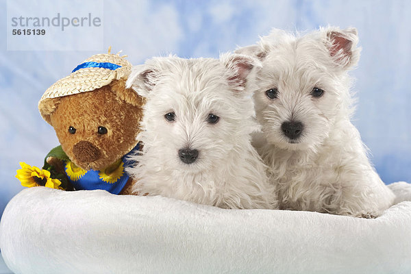 Zwei West Highland White Terrier  Westie Welpen  sitzend im Korb  daneben ein Teddybär