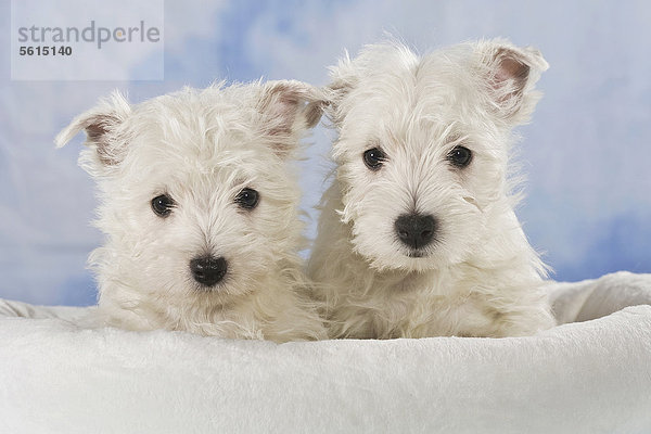 Zwei West Highland White Terrier  Westie Welpen