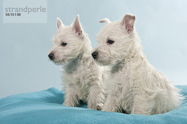 Zwei sitzende West Highland White Terrier  Westie Welpen