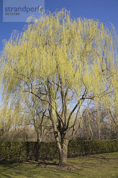 Weidenbaum salix Weide weinen Baum Frühling Kanada Montreal Quebec