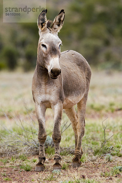 Wilder Esel (Equus asinus)  Northern Territory  Australien