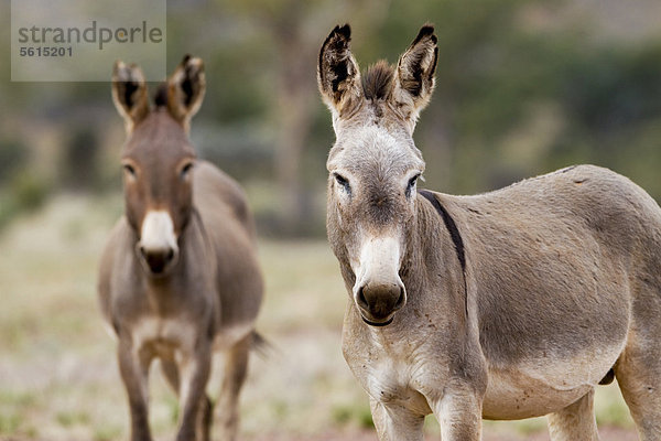Wilde Esel (Equus asinus)  Northern Territory  Australien
