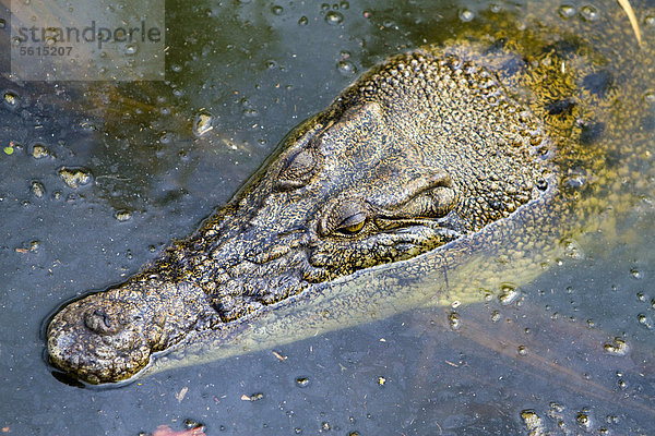 Salzwasserkrokodil  Leistenkrokodil oder Saltie (Crocodylus porosus)  Crocodylus Park  Darwin  Northern Territory  Australien