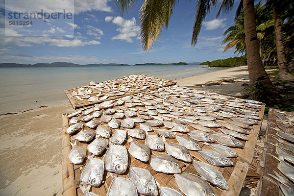 Zum Trocknen ausgelegte Fische  Port Barton  Insel Palawan  Philippinen  Asien