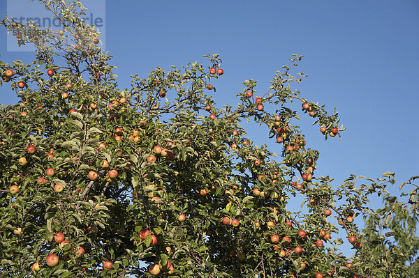 Ein Apfelbaum (Malus domestica) voll mit reifen ƒpfeln  Erntezeit im Herbst