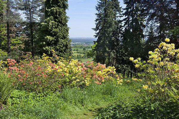 Weg durch blühenden Rhododendron  Hutberg  hinten die Stadt Kamenz  Sachsen  Deutschland  Europa