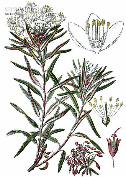 Sumpf-Porst (Ledum palustre)  Heilpflanze  historische Chromolithographie  ca. 1870