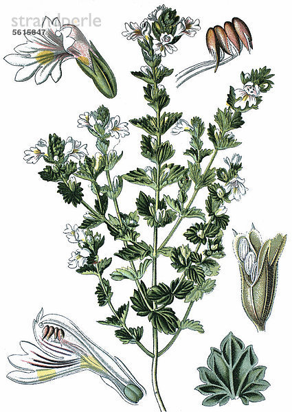 Augentrost (Euphrasia officinalis)  Heilpflanze  historische Chromolithographie  ca. 1870