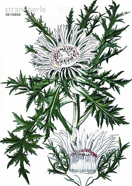 Silberdistel  Eberwurz (Carlina acaulis)  Heilpflanze  historische Chromolithographie  ca. 1870