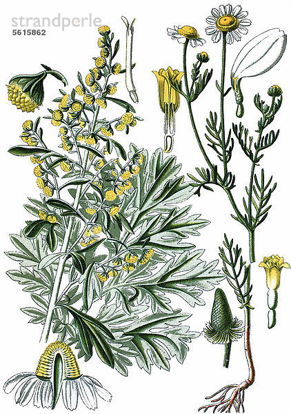 Wermut (Artemisia absinthium) links  Kamille (Matricaria chamomilla) rechts  Heilpflanzen  historische Chromolithographie  ca. 1870