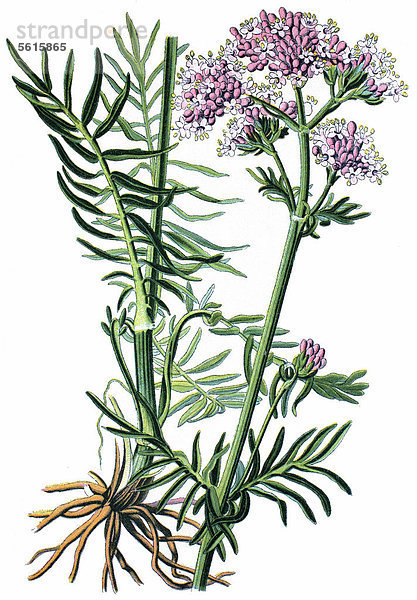 Baldrian (Valeriana officinalis)  Heilpflanze  historische Chromolithographie  ca. 1870