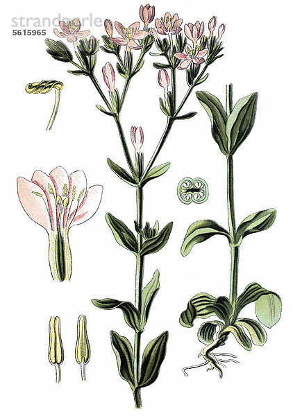 Tausengüldenkraut (Centaurium erythraea)  Heilpflanze  historische Chromolithographie  ca. 1870