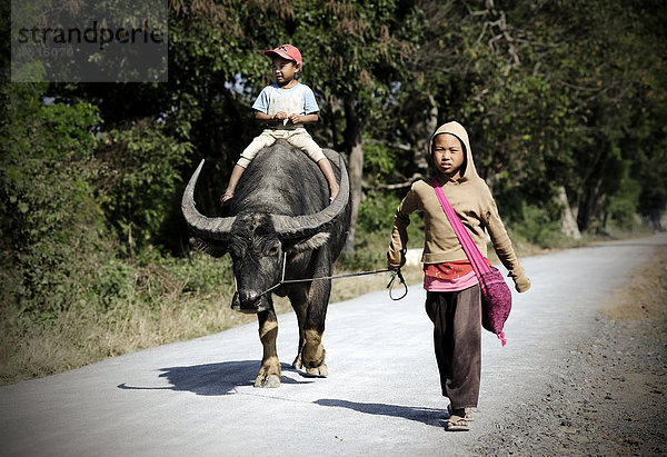 Zwei Kinder mit Wasserbüffel gehen auf einer Straße in Myanmar  Birma  Burma  Südostasien  Asien