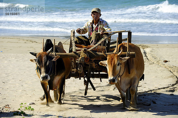 Ochsenkarren am Strand von Ngwe Saung Beach Myanmar  Birma  Burma  Südostasien  Asien