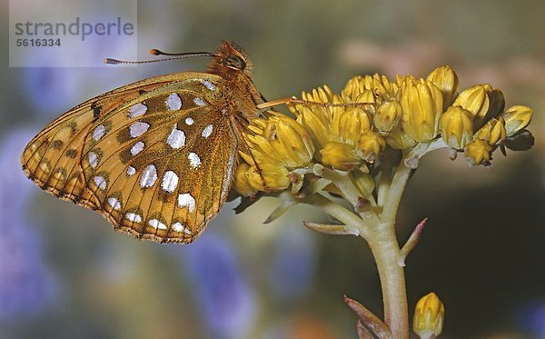 Perlmutterfalter  Argynnis aglaija