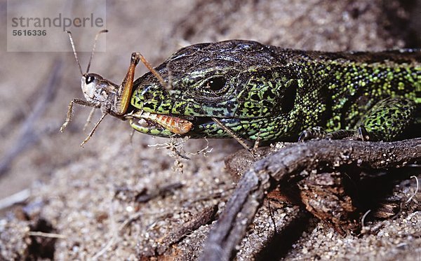 Zauneidechse  Lacerta agilis  mit Heuschrecke