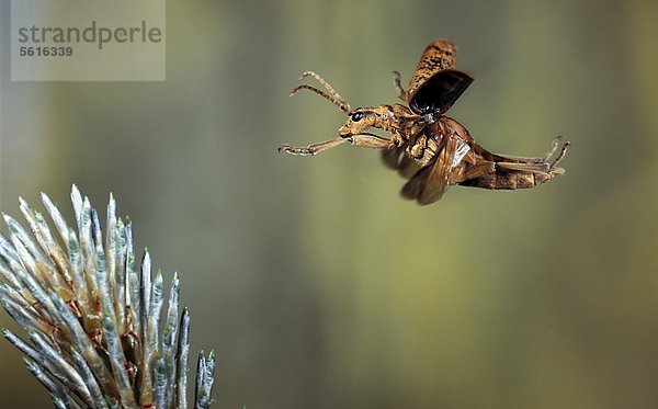 Kleiner Pappelbock  Saperda populnea