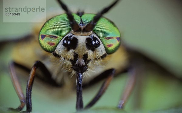 Regenbremse  Haematopota pluvialis