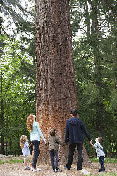 Familie steht zusammen am Fuß des hohen Baumes  Rückansicht