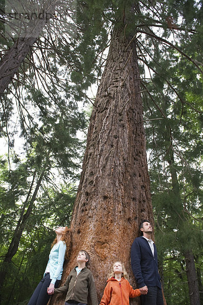 Familie  die am Fuße des hohen Baumes zusammensteht und sich an den Händen hält.