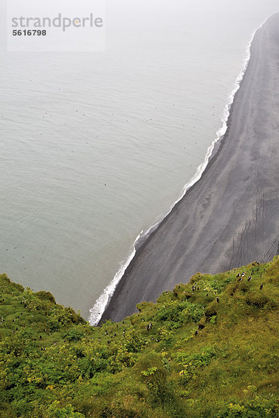 Erhöhter Blick auf den schwarzen Sandstrand  Halbinsel DyrhÛlaey  Island