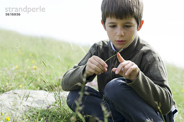 Junge schaut auf Marienkäfer  der auf einem Grashalm krabbelt.